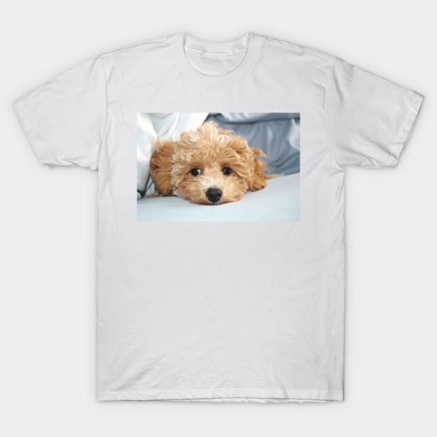 Sleepy Maltipoo Puppy T-Shirt by Furtographic